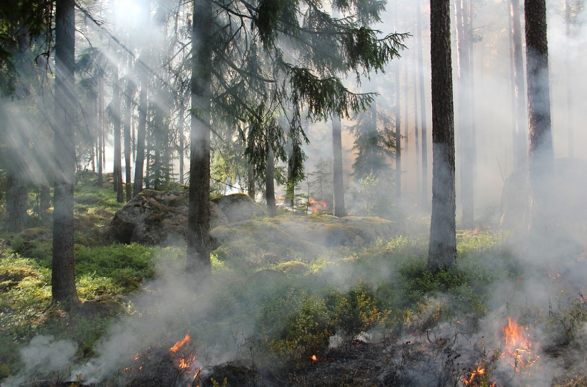 Пожароопасный сезон установился в нижегородских лесах