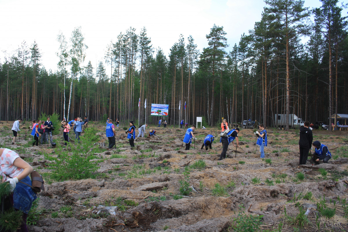 Рекордное количество нижегородцев приняли участие в акции «День посадки леса»