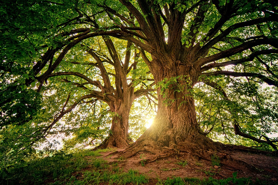 16 миллионов деревьев посадили в Нижегородской области