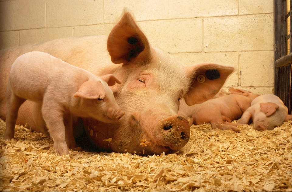Памятка по профилактике АЧС для владельцев свиней разработана в Нижегородской области