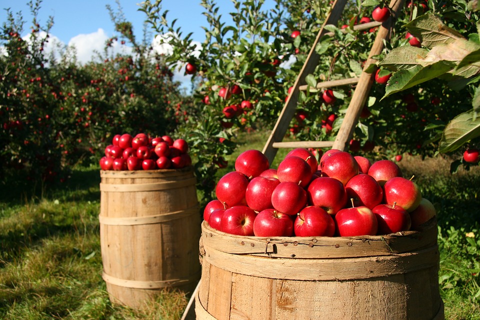 Завершился второй этап благоустройства яблоневого сада в Варнавине