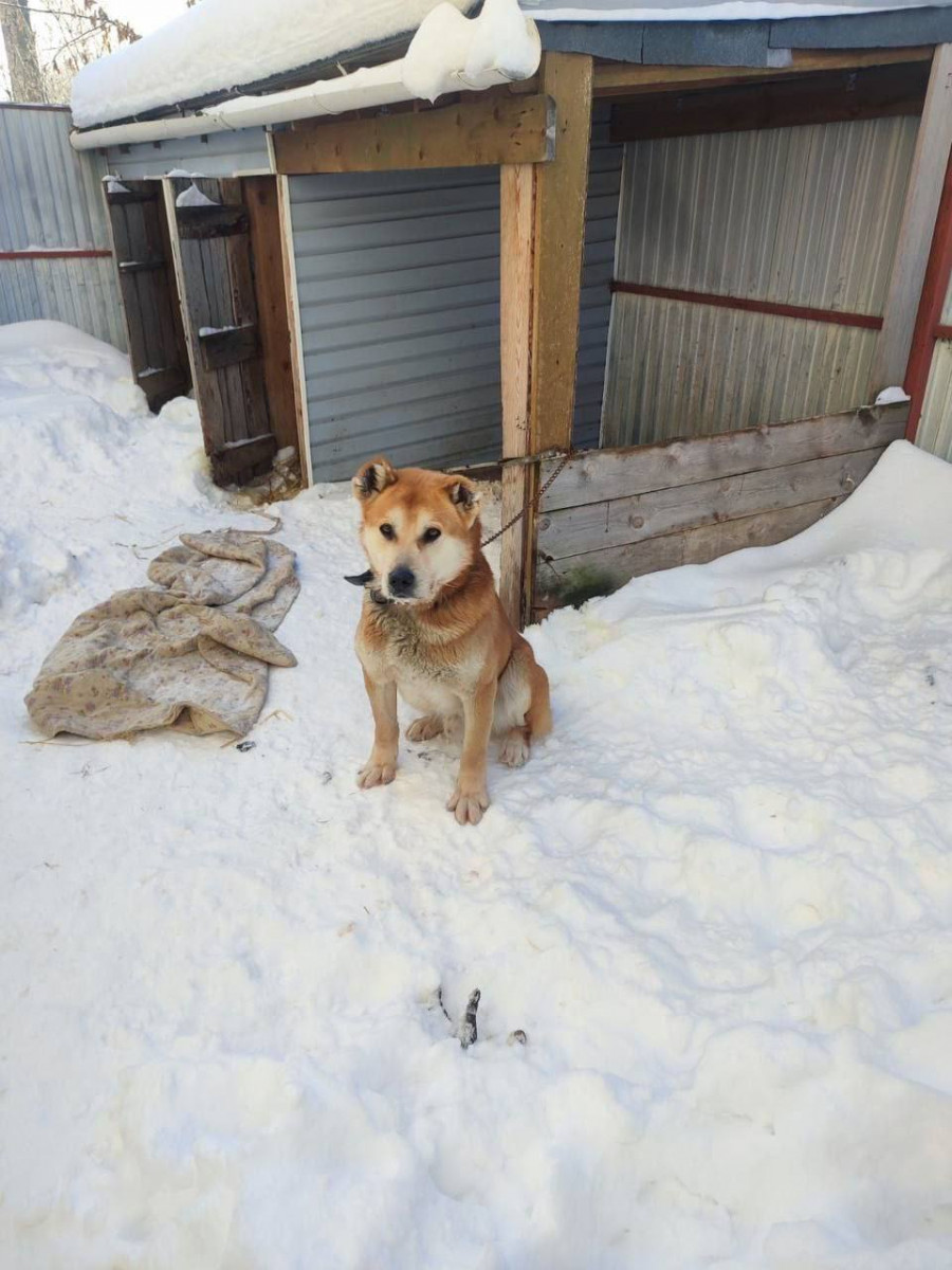Собаку бросили на привязи в селе Курлаково Большемурашкинского района