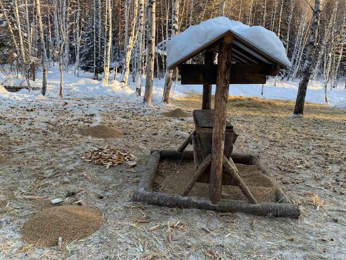 Специальные кормушки для животных создают в нижегородских лесах в зимой