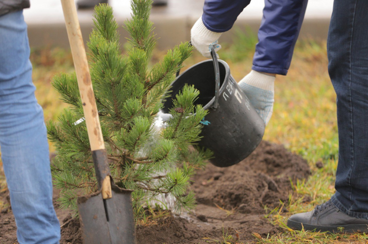 145 тысяч саженцев деревьев и цветов высадят в Дзержинске в 2024 году