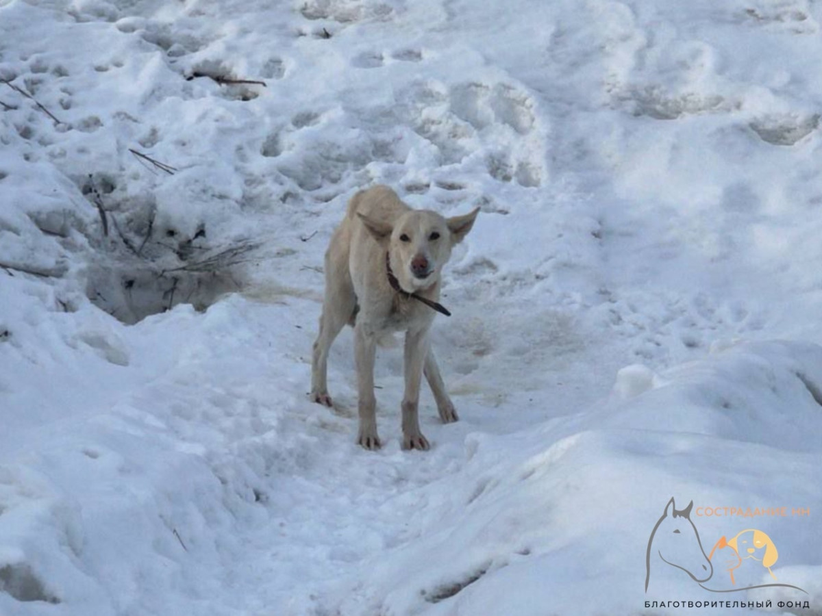 «Ходячий скелет»: истощенную собаку обнаружили нижегородские волонтеры на трассе