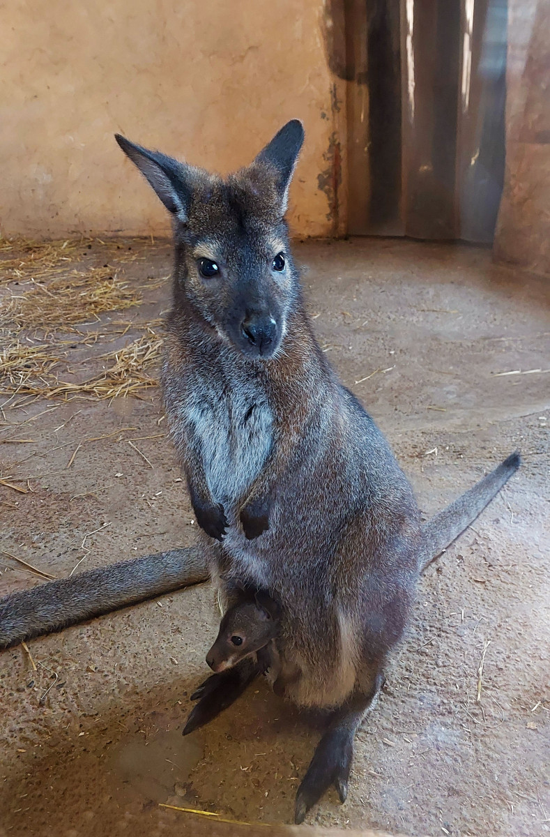 Тройное пополнение произошло в семействе кенгуру Беннетта в зоопарке «Лимпопо»