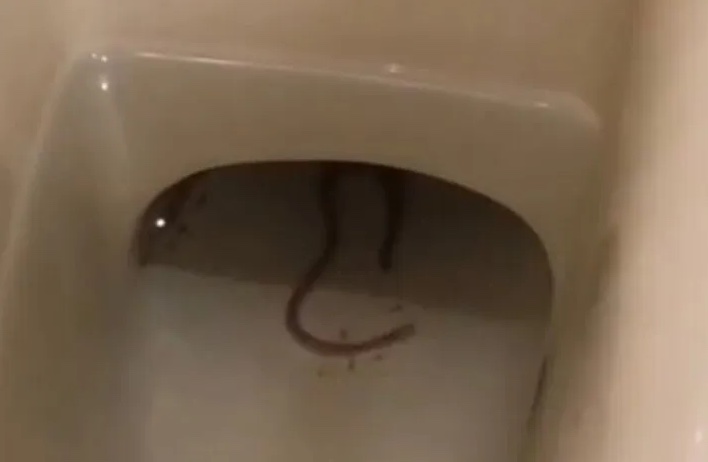 Нижегородка нашла необычное змееподобное существо в унитазе своего дома